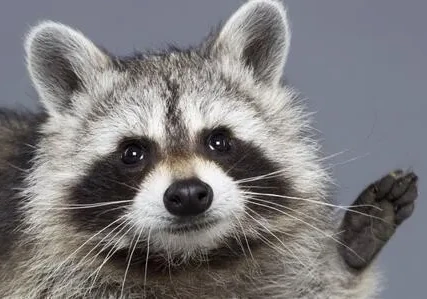 Raccoon emote