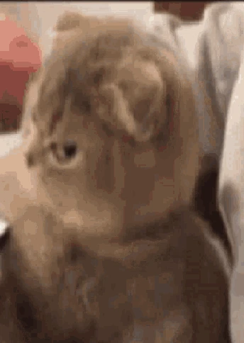 annoyedkittensideeye emoji