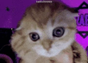 Battal emote