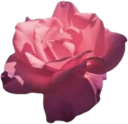 pink_rose emote