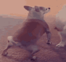 dogtwerk animated emote