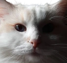 lol emote