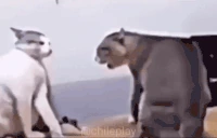 gatoPelea emote