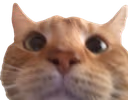 wyd emote