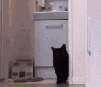 Investicat animated emote