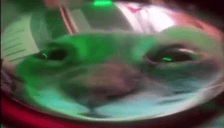 moh animated emote
