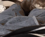 otterL emote