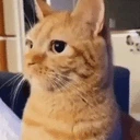 bite emote