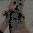 CatRabbitRun emote