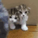 OVERPOPULATION emote