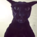 Larry emote