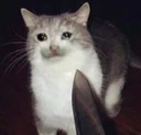 CE_sadcat7 emoji