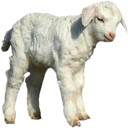 baby_sheep_goat emote