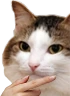 kiisu_think emote