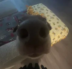 DogBoop emote