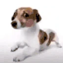aaFolou emote