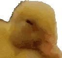 noDuck emote