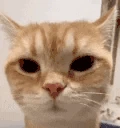 sigmaCat emote