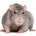 rat emote