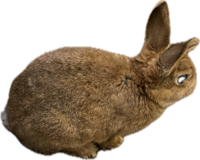 ourbunnycute static emote
