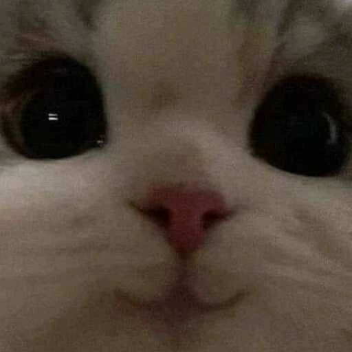 Cat_Cute emote