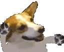 CorgiDance animated emote