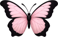 Pink_black_butterfly emote