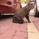 catrage emote