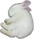 bunny emote