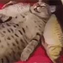 LEVANTATE emote