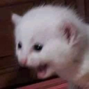CatKek static emote