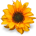 flower_yellow emoji
