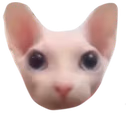 bingushead emote