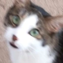 cat_shock emote