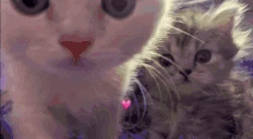 horoshki emote
