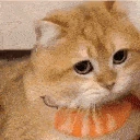 cat_peace_out emoji