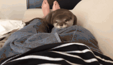 OtterArrive animated emote