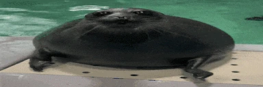 hey emote