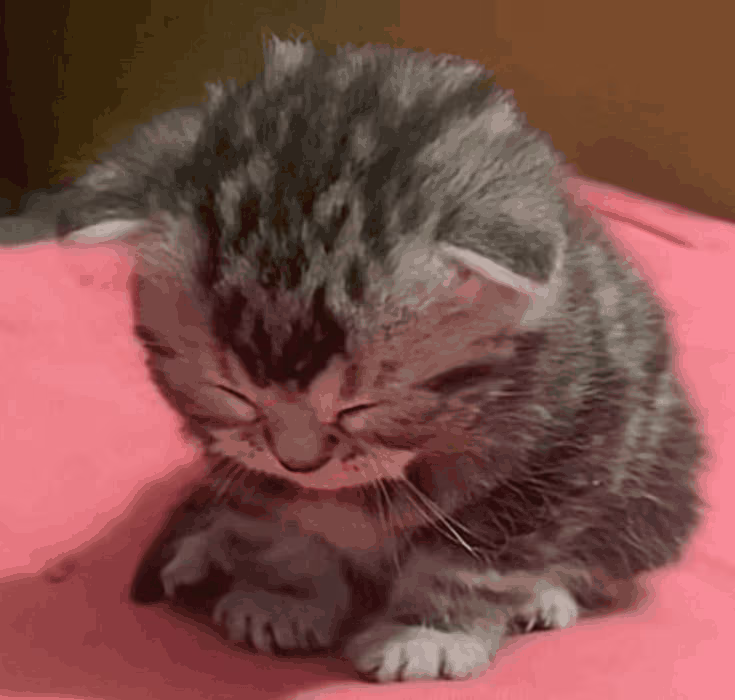 EepyKitten emote