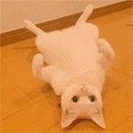 CatBelly emote