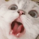 CE_SCREAMMMMMM4 emote