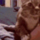 catAsk emote