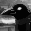 c_pet emote