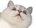 Nana_Up emote