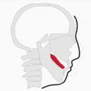 Mewing emote