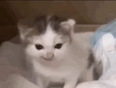 kitty emote