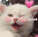 Cat_Wink emote