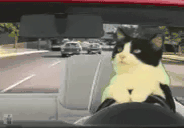 WhenTheCatBeDriving animated emote