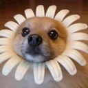 Flower_Dog emote