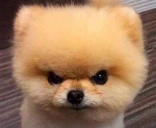 GRR emote